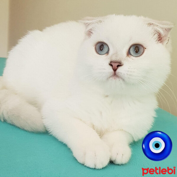 Scottish Fold, Kedi  Güllaç fotoğrafı