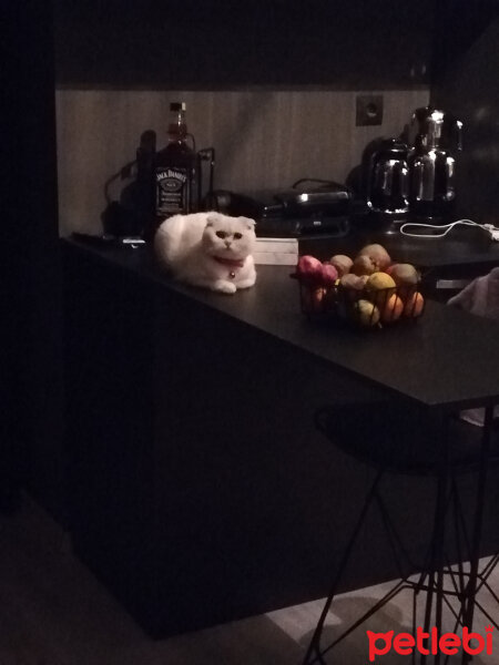 Scottish Fold, Kedi  Güllaç fotoğrafı