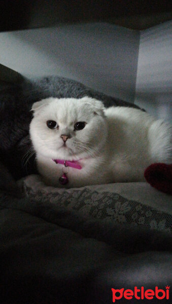 Scottish Fold, Kedi  Güllaç fotoğrafı