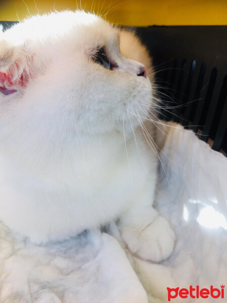 Scottish Fold, Kedi  Güllaç fotoğrafı