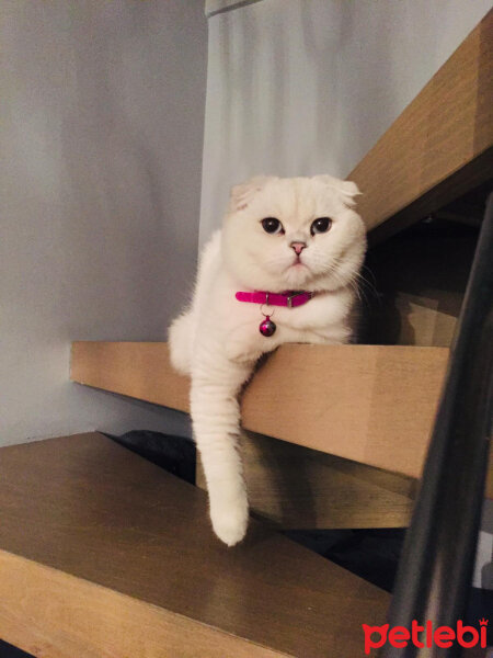 Scottish Fold, Kedi  Güllaç fotoğrafı