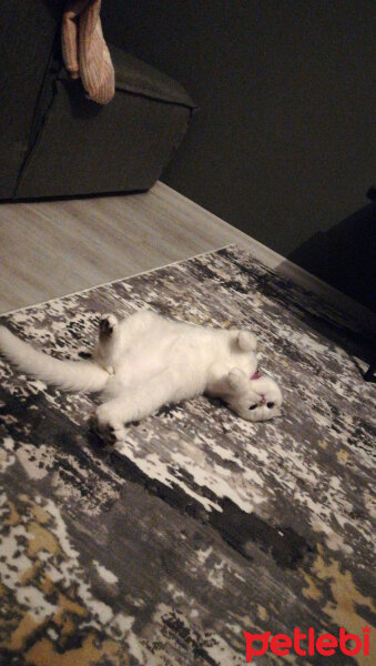 Scottish Fold, Kedi  Güllaç fotoğrafı