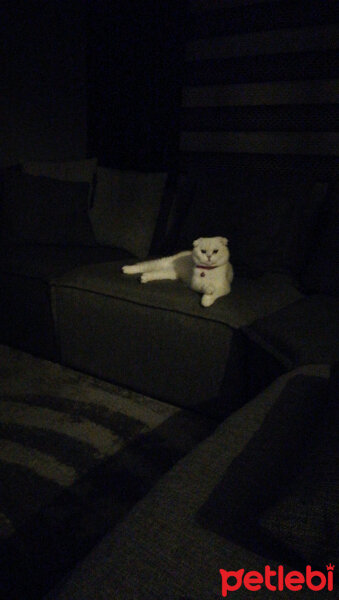 Scottish Fold, Kedi  Güllaç fotoğrafı