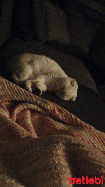 Scottish Fold, Kedi  Güllaç fotoğrafı