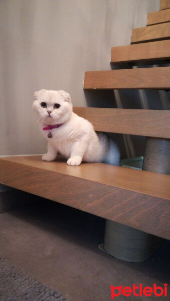 Scottish Fold, Kedi  Güllaç fotoğrafı