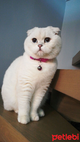 Scottish Fold, Kedi  Güllaç fotoğrafı