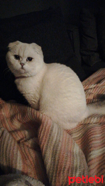 Scottish Fold, Kedi  Güllaç fotoğrafı