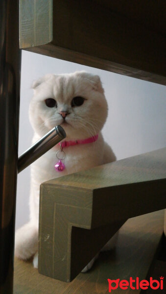 Scottish Fold, Kedi  Güllaç fotoğrafı