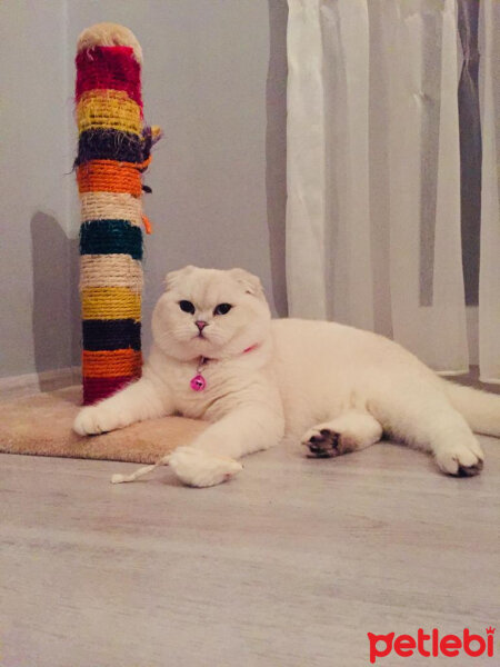 Scottish Fold, Kedi  Güllaç fotoğrafı