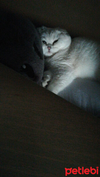 Scottish Fold, Kedi  Güllaç fotoğrafı