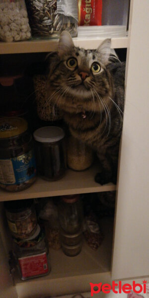 Scottish Fold, Kedi  Güllaç fotoğrafı