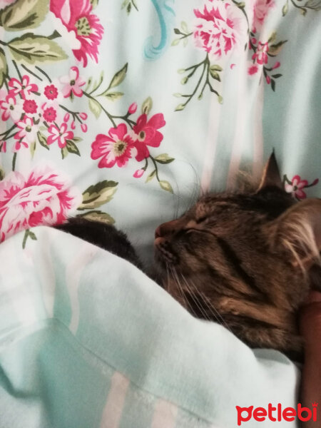 Scottish Fold, Kedi  Güllaç fotoğrafı