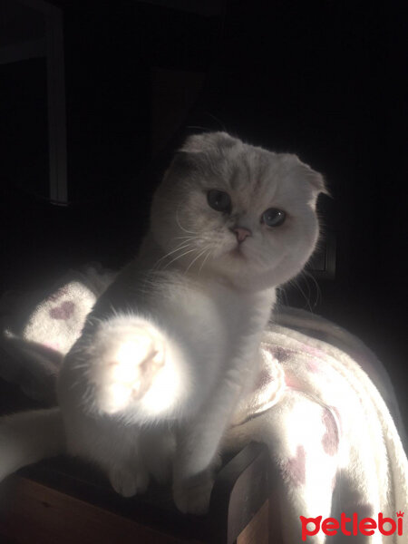 Scottish Fold, Kedi  Güllaç fotoğrafı