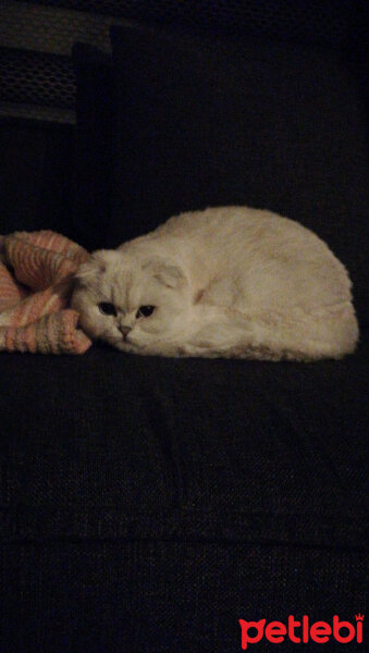 Scottish Fold, Kedi  Güllaç fotoğrafı