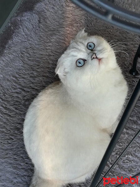 Scottish Fold, Kedi  Güllaç fotoğrafı