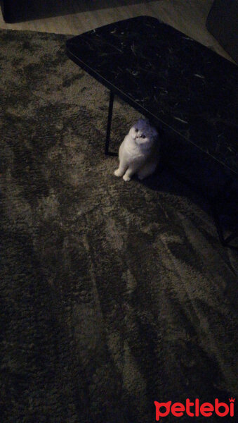 Scottish Fold, Kedi  Güllaç fotoğrafı