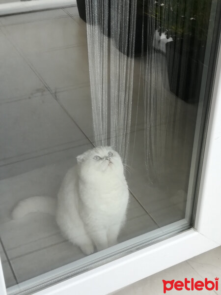 Scottish Fold, Kedi  Güllaç fotoğrafı