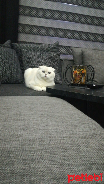 Scottish Fold, Kedi  Güllaç fotoğrafı