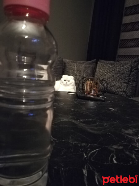 Scottish Fold, Kedi  Güllaç fotoğrafı