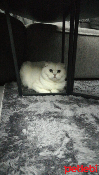 Scottish Fold, Kedi  Güllaç fotoğrafı