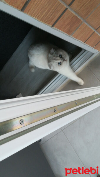 Scottish Fold, Kedi  Güllaç fotoğrafı