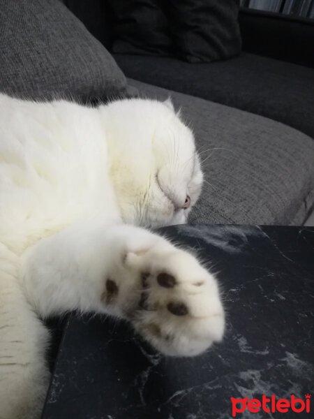 Scottish Fold, Kedi  Güllaç fotoğrafı