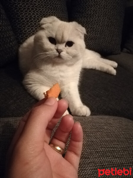 Scottish Fold, Kedi  Güllaç fotoğrafı