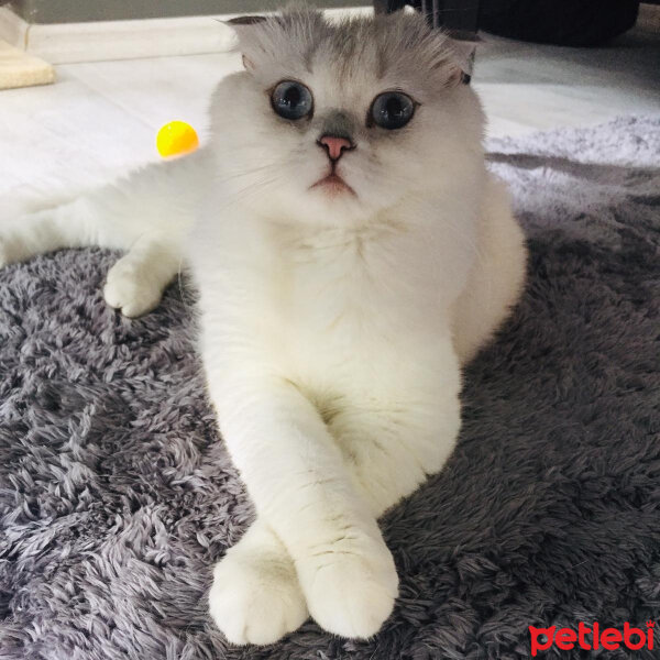 Scottish Fold, Kedi  Güllaç fotoğrafı