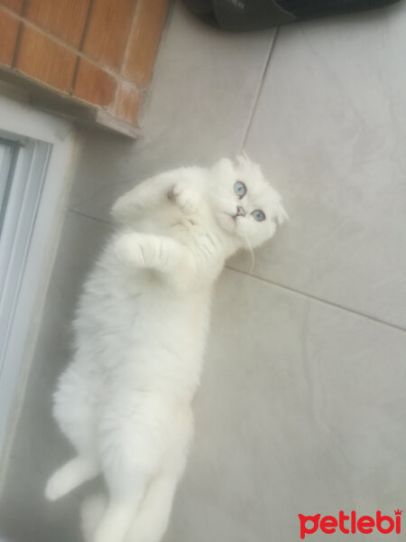 Scottish Fold, Kedi  Güllaç fotoğrafı