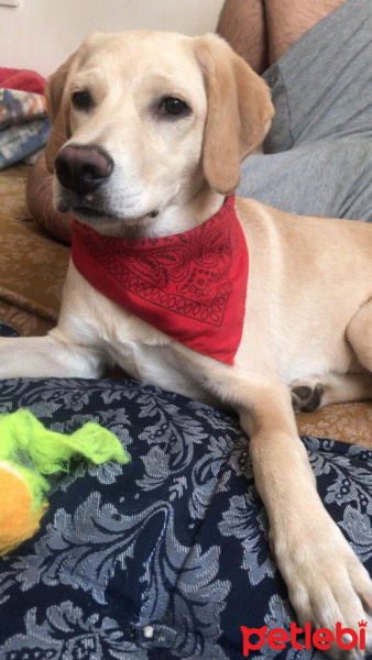 Labrador Retriever, Köpek  Danbi fotoğrafı
