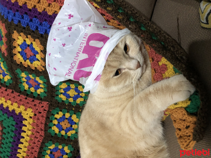 British Shorthair, Kedi  Zeze fotoğrafı