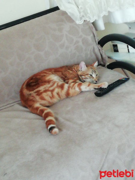 Tekir Kedi, Kedi  Sarma fotoğrafı