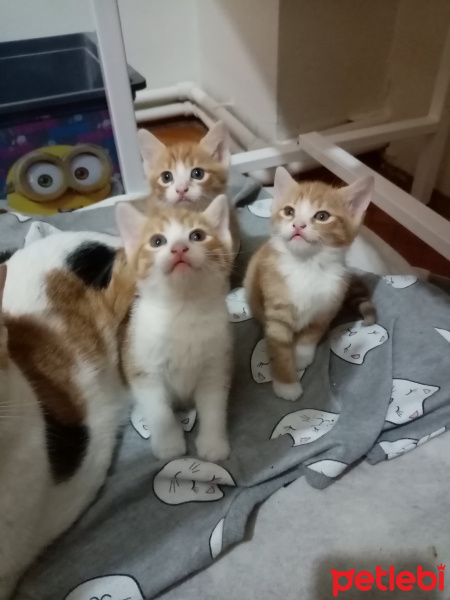 Tekir Kedi, Kedi  Miniklerin yeni yuvası olmak ister misiniz? fotoğrafı