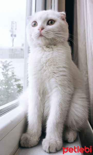 Scottish Fold, Kedi  Snow fotoğrafı