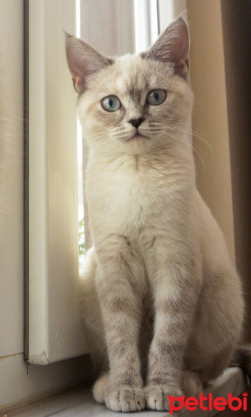 British Shorthair, Kedi  Lila fotoğrafı