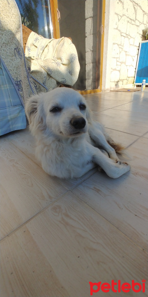 Chihuahua, Köpek  Adsız fotoğrafı