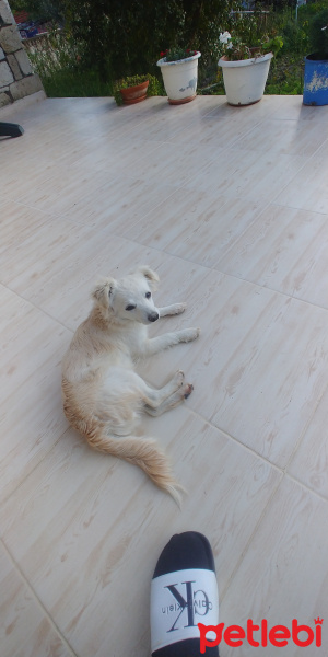 Chihuahua, Köpek  Adsız fotoğrafı