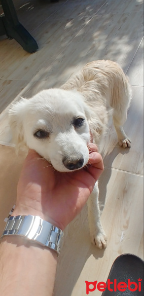 Chihuahua, Köpek  Adsız fotoğrafı