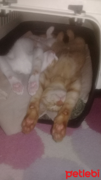Tekir Kedi, Kedi  venüs fotoğrafı