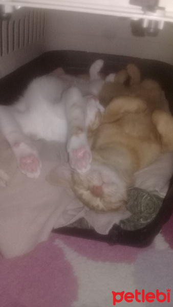 Tekir Kedi, Kedi  venüs fotoğrafı
