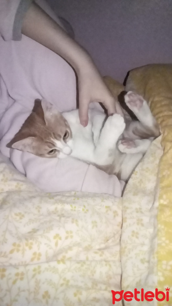 Tekir Kedi, Kedi  venüs fotoğrafı