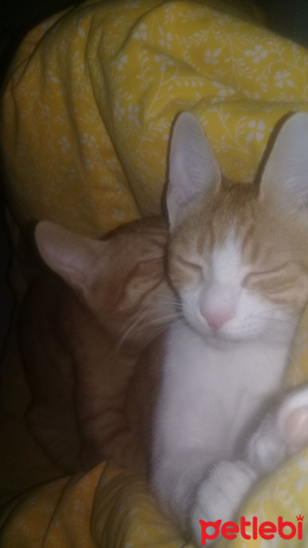 Tekir Kedi, Kedi  venüs fotoğrafı