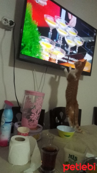 Tekir Kedi, Kedi  venüs fotoğrafı