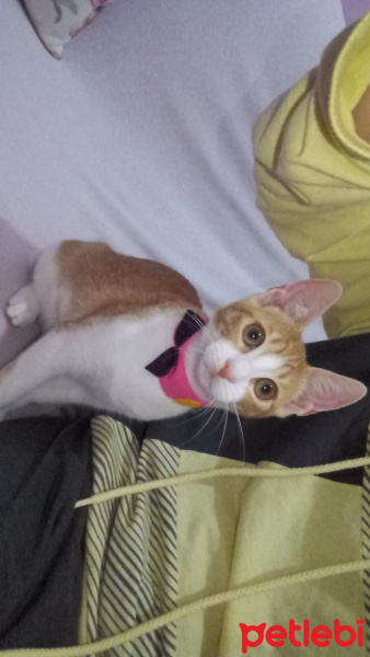 Tekir Kedi, Kedi  venüs fotoğrafı