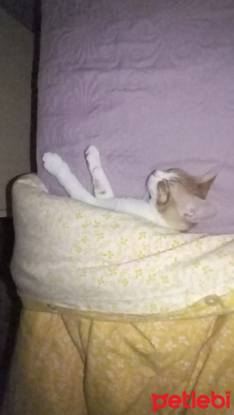 Tekir Kedi, Kedi  venüs fotoğrafı