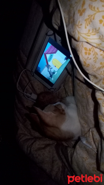 Tekir Kedi, Kedi  venüs fotoğrafı