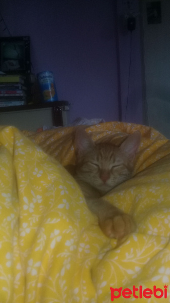 Tekir Kedi, Kedi  venüs fotoğrafı