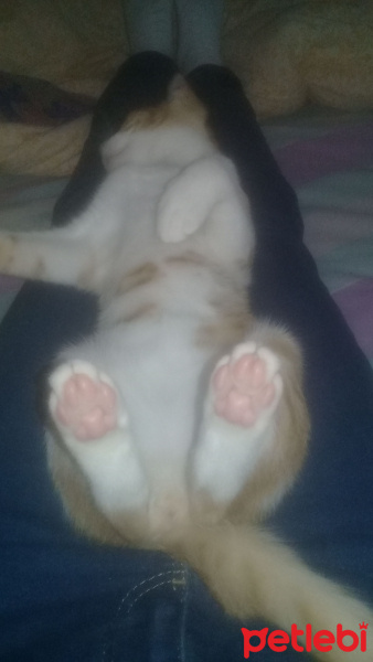 Tekir Kedi, Kedi  venüs fotoğrafı