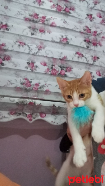 Tekir Kedi, Kedi  venüs fotoğrafı