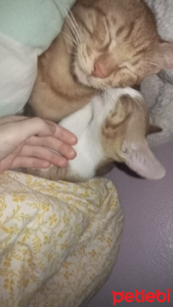 Tekir Kedi, Kedi  venüs fotoğrafı